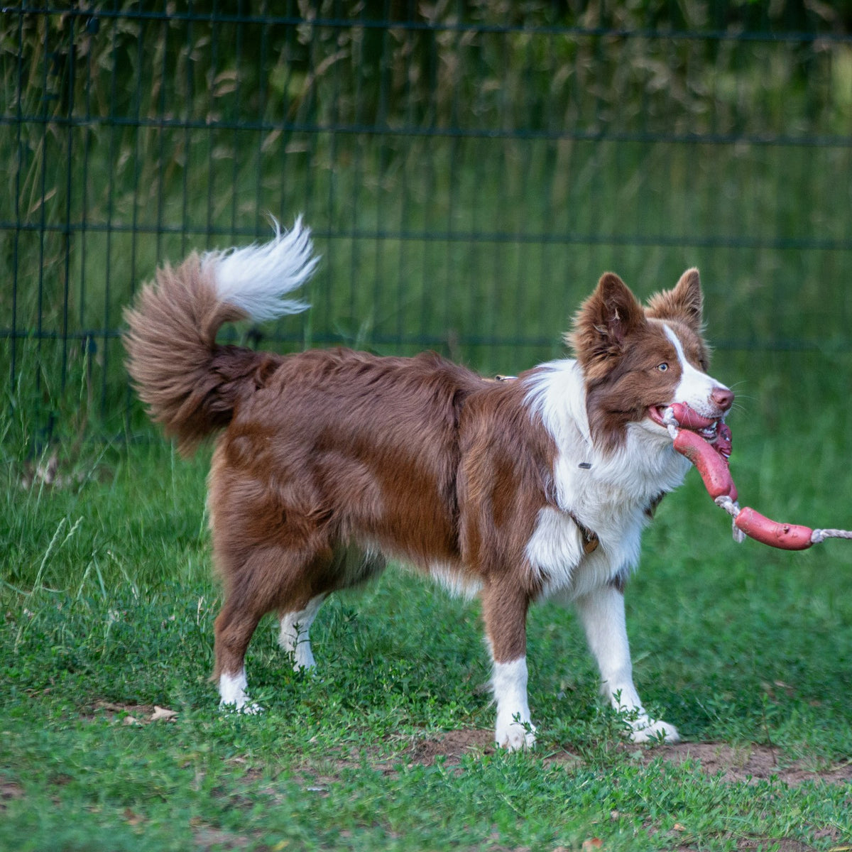 Rope Tug Toy